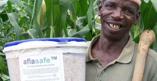 Azaiki Foundation & Public Library, IITA & The World Bank Partners For Smallholder Maize Farmers In Nigeria